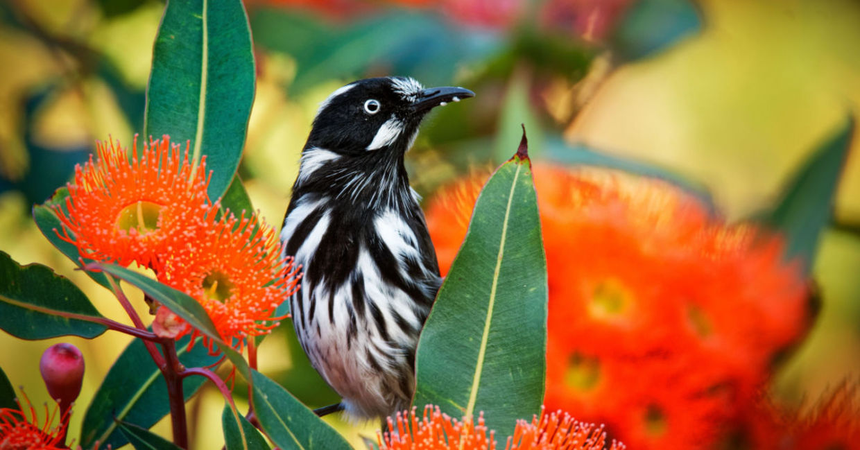 New Holland Honeyeater. New Holland Honeyeater.