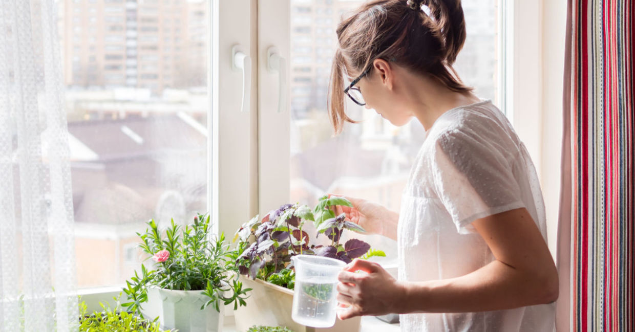Woman watering houseplants . Woman watering houseplants .