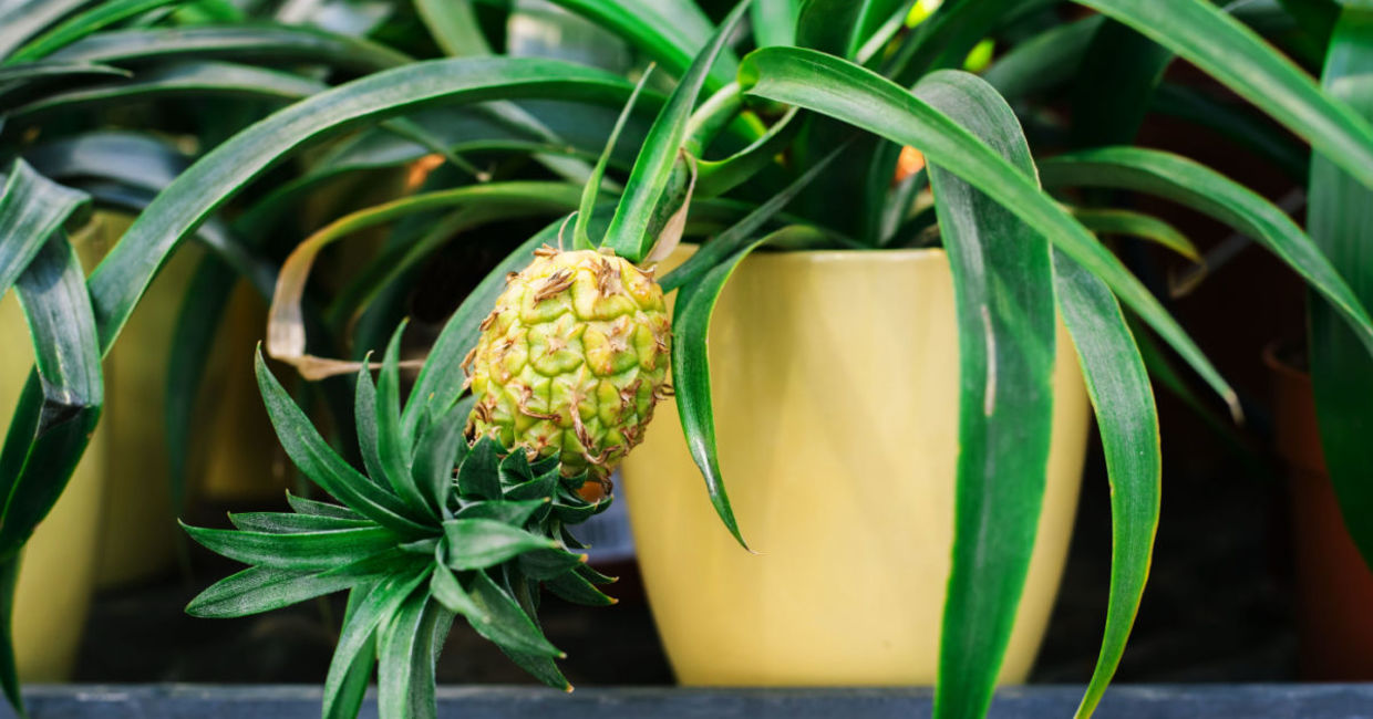 Pineapple plants can grow indoors. Pineapple plants can grow indoors.