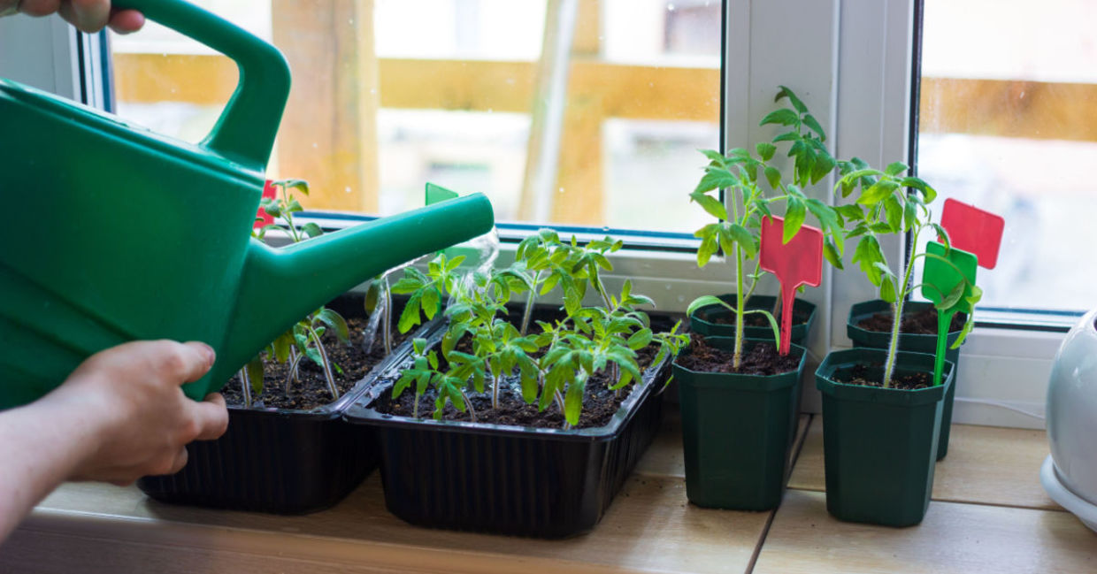 Taking care of an indoor herb garden. Taking care of an indoor herb garden.
