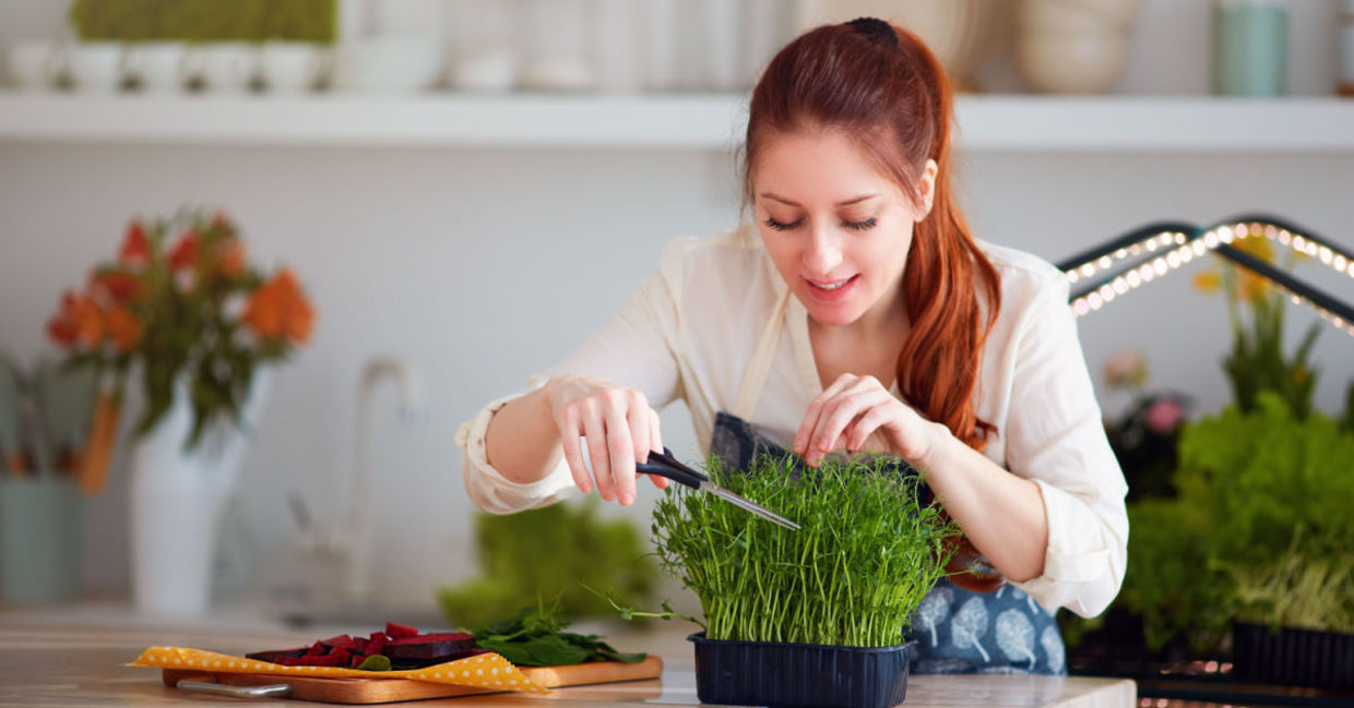 Woman cutting microgreens to use in a meal. Woman cutting microgreens to use in a meal.