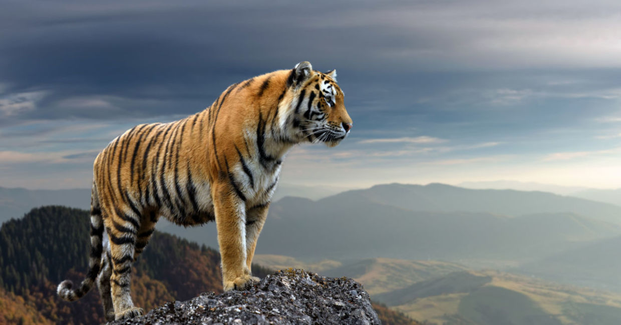 The tiger symbolizes power and protection. The tiger symbolizes power and protection.