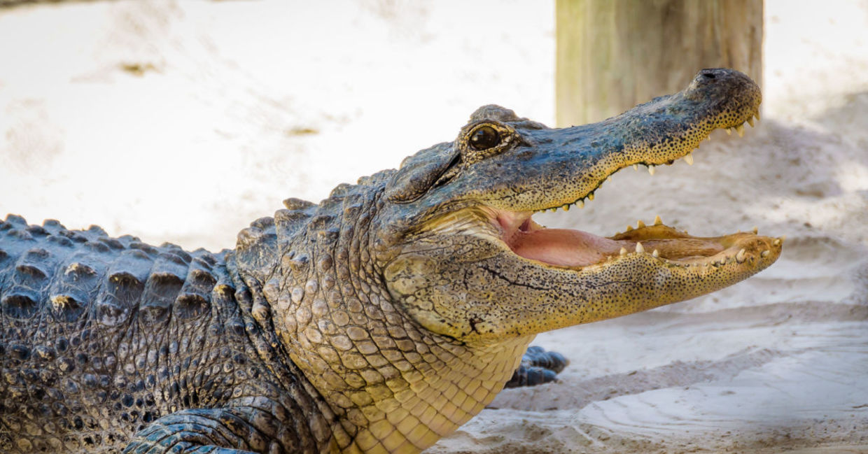 Alligators are thought to bring good fortune. Alligators are thought to bring good fortune.