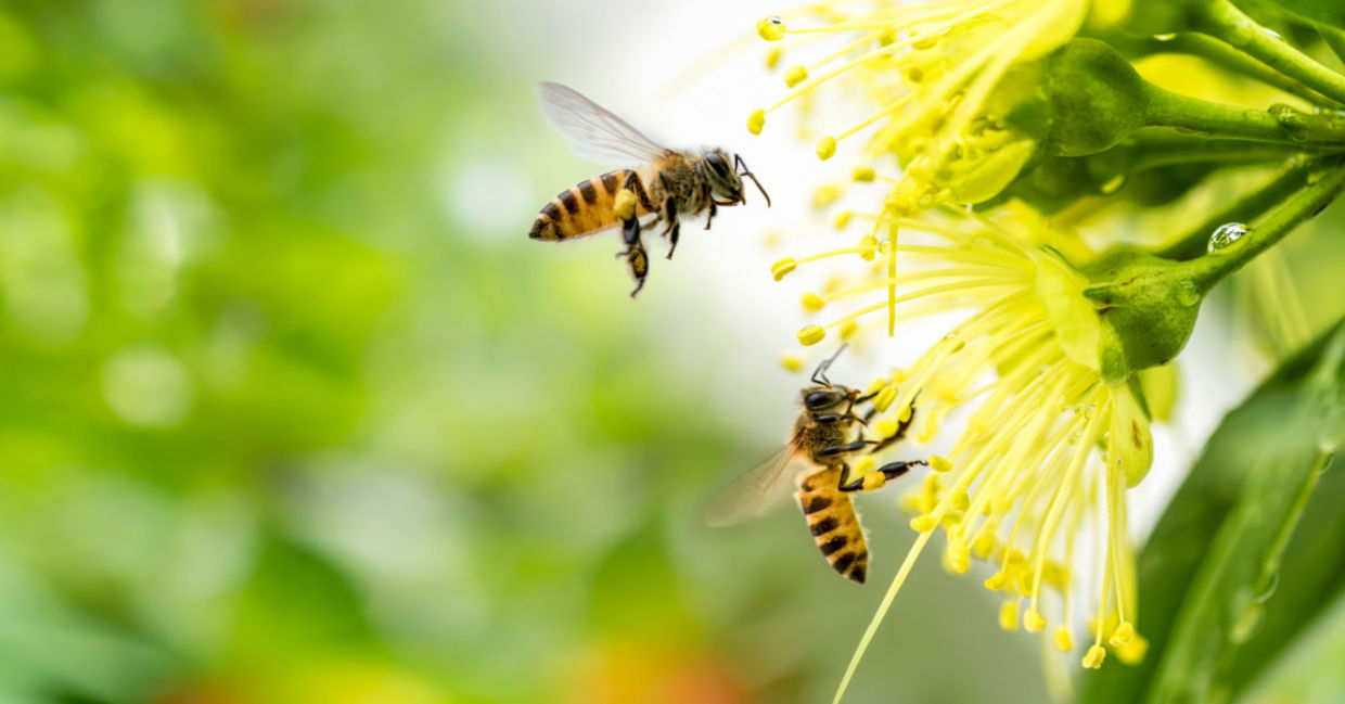 Bees have been thought of as divine messengers in ancient cultures. Bees have been thought of as divine messengers in ancient cultures.