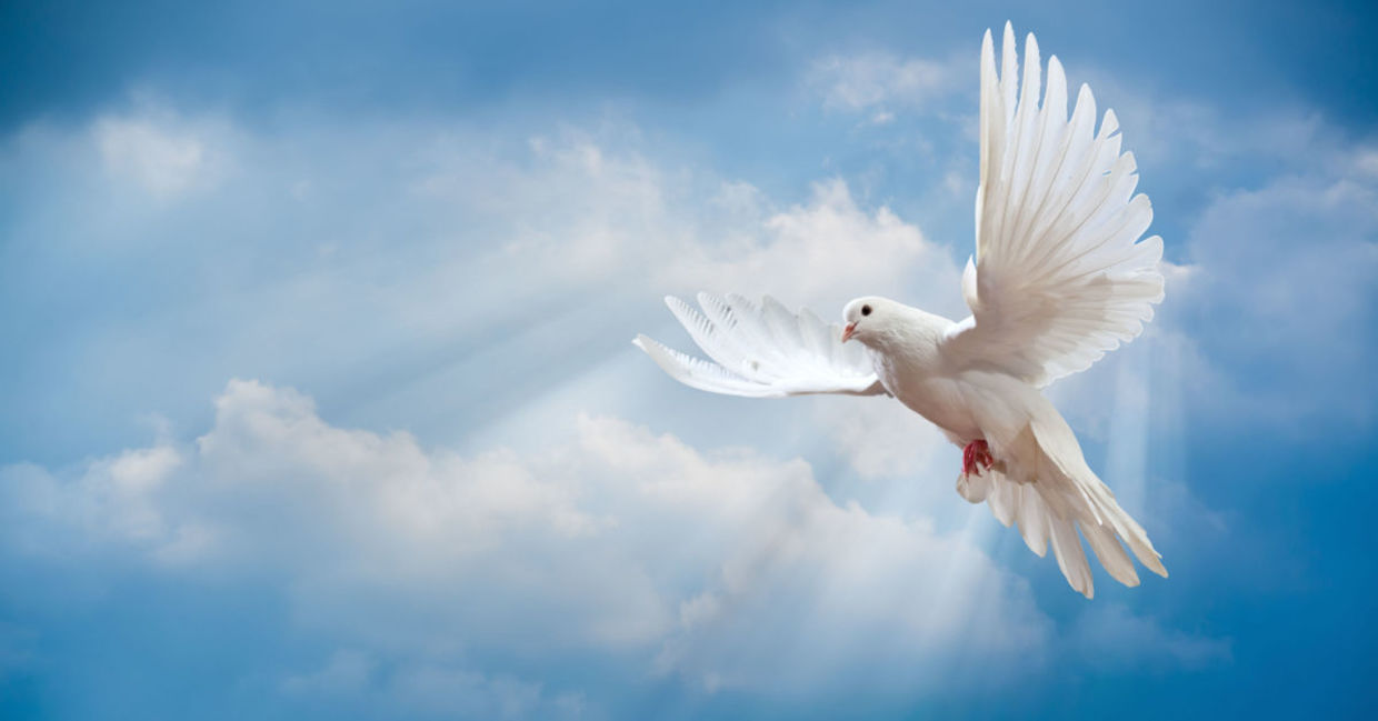 Doves symbolize new beginnings. Doves symbolize new beginnings.