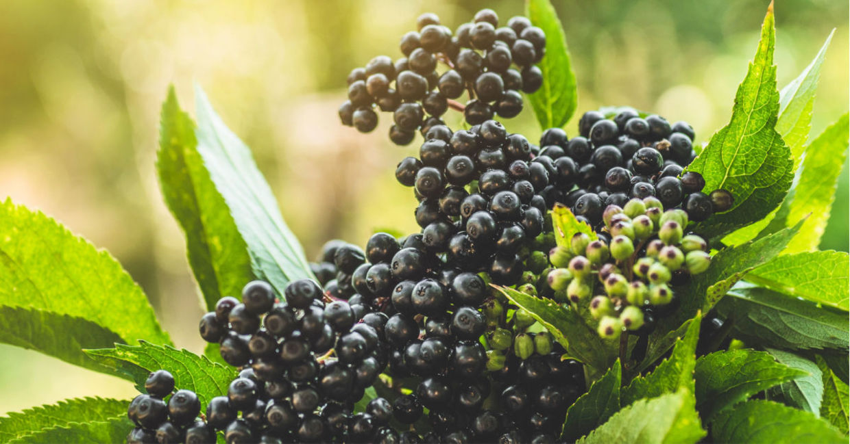 Clusters of black elderberry fruit. Clusters of black elderberry fruit.