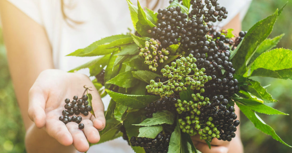 A girl holds elderberries in her hand. A girl holds elderberries in her hand.