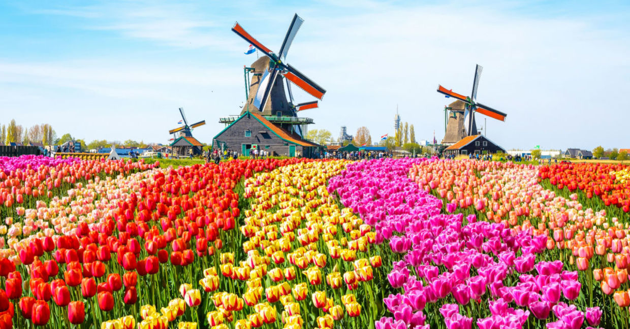 Tulip fields in Holland. Tulip fields in Holland.