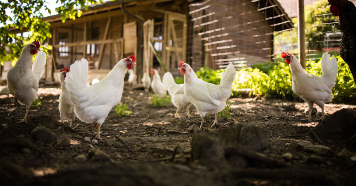 Free-range chickens in a permaculture-style garden. Free-range chickens in a permaculture-style garden.