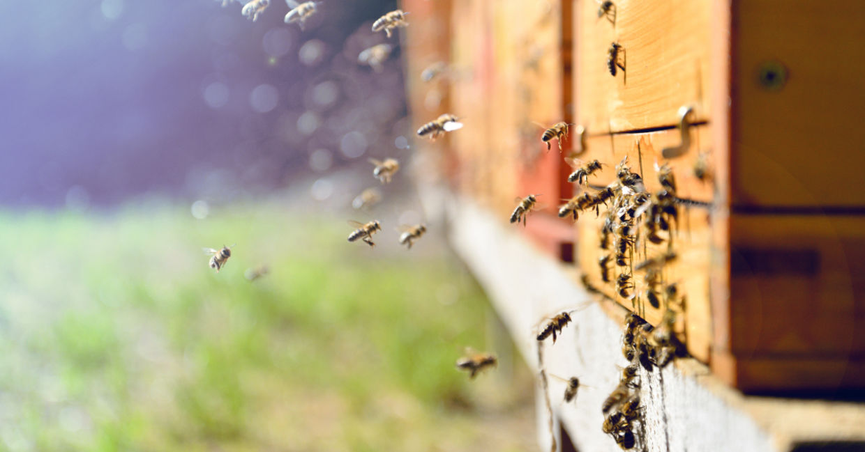 Bees are endangered. Bees are endangered.