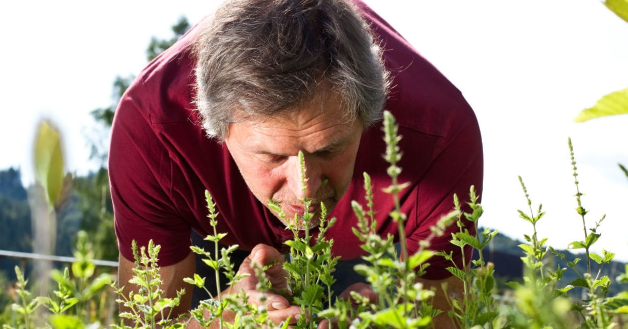 sniffing peppermint can help you stay alert. sniffing peppermint can help you stay alert.