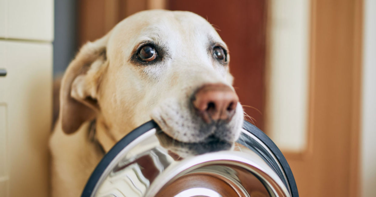 When's dinner?