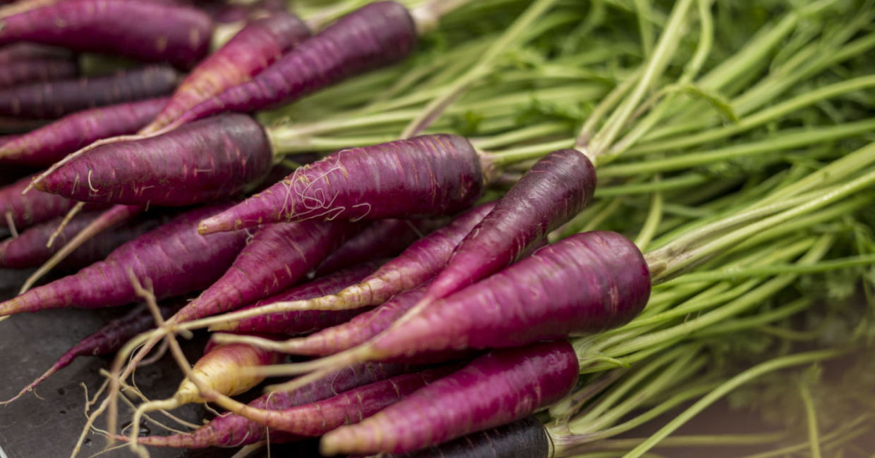Eating purple carrots helps to reduce the risk of heart disease. Eating purple carrots helps to reduce the risk of heart disease.