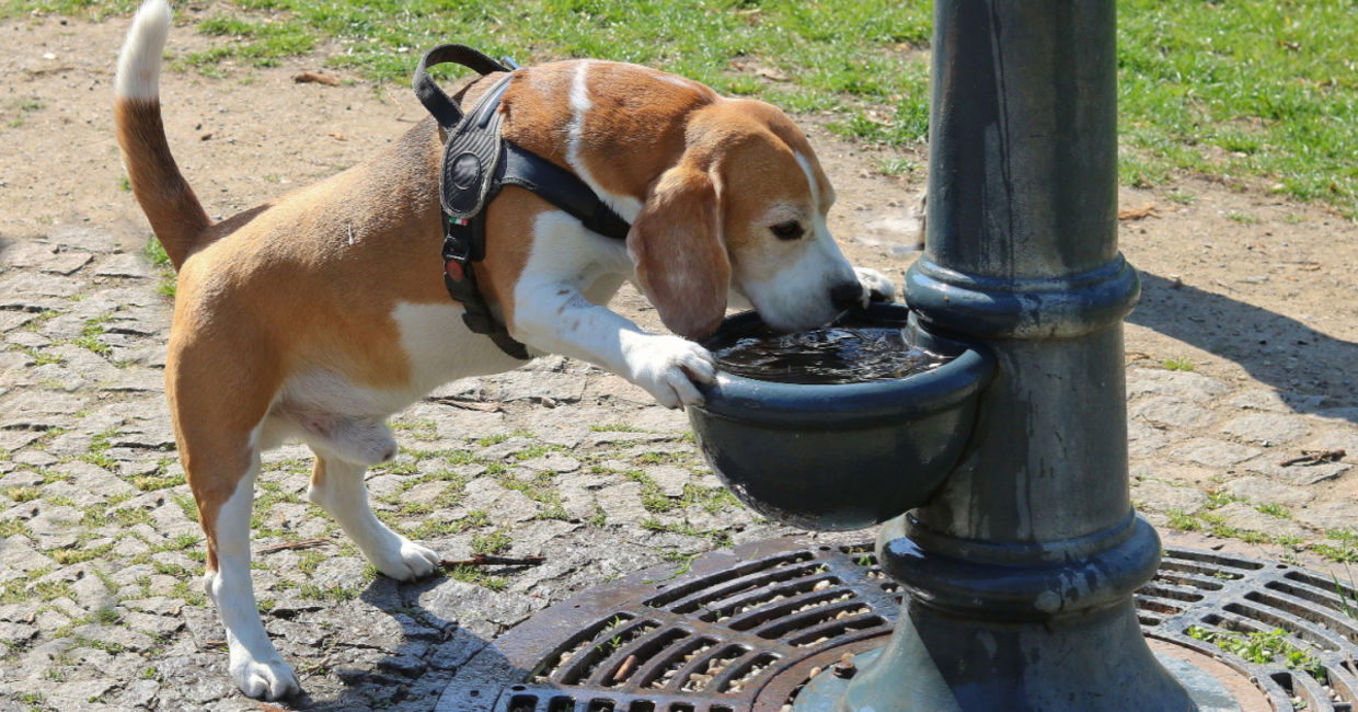 Pup drinking water at the dog park. Pup drinking water at the dog park.
