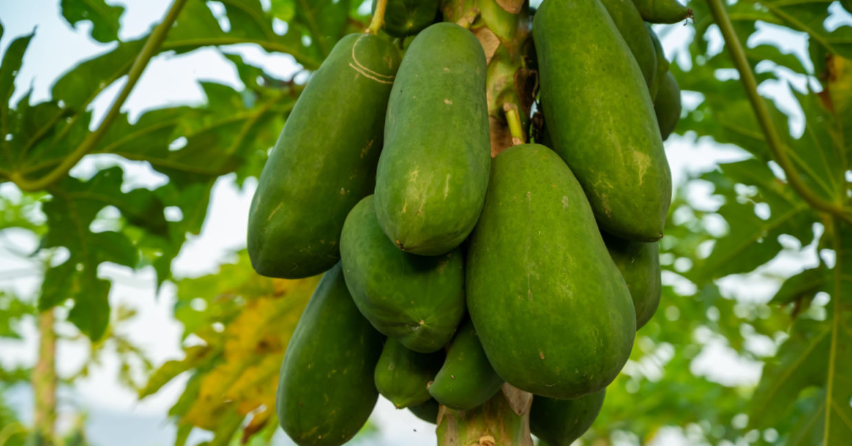 Papaya grows in tropical places. Papaya grows in tropical places.