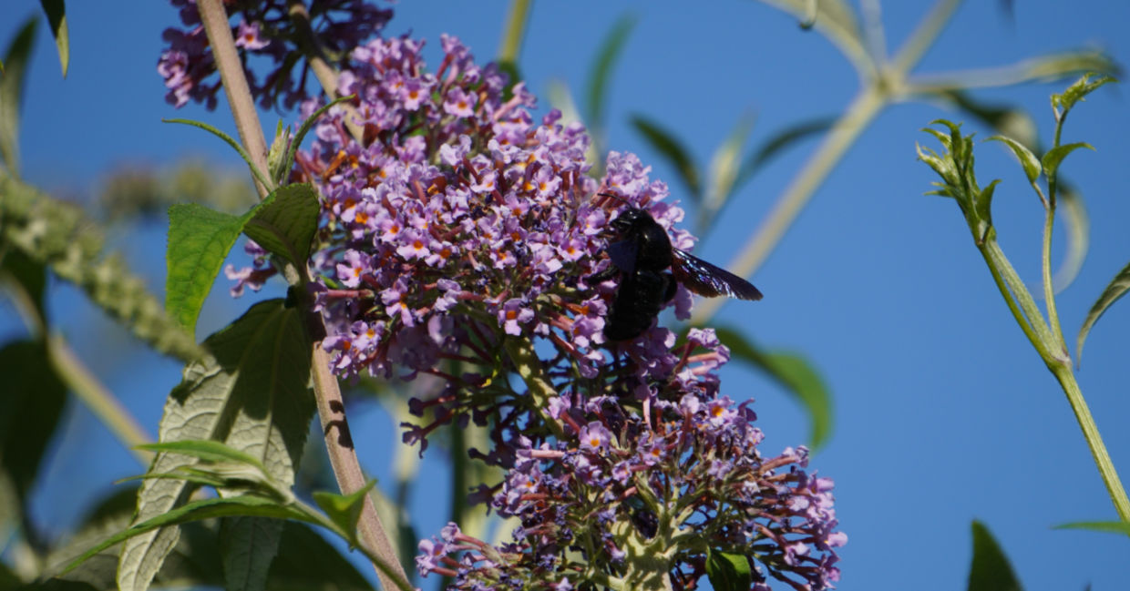 This native bee is in its natural habitat. This native bee is in its natural habitat.