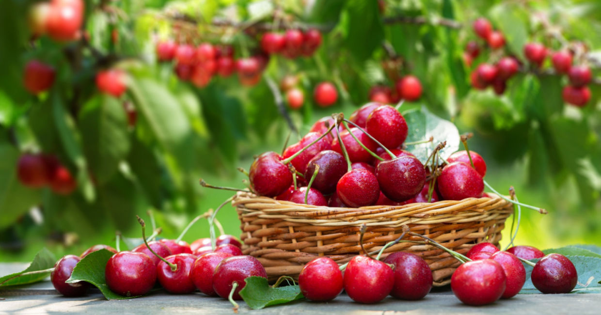 Enjoy cherries while in season. Enjoy cherries while in season.