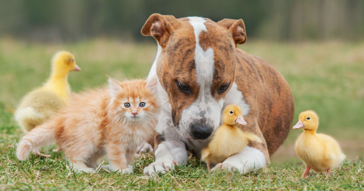 Adorable pets.