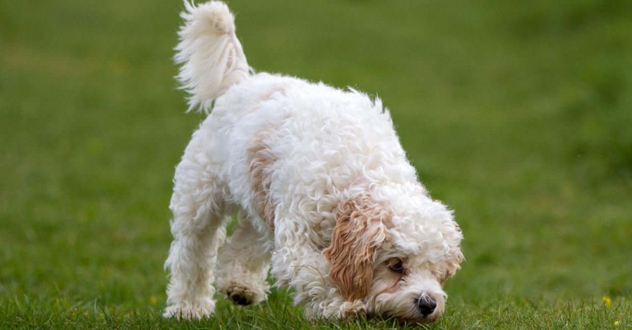 Dogs have a very strong sense of smell.