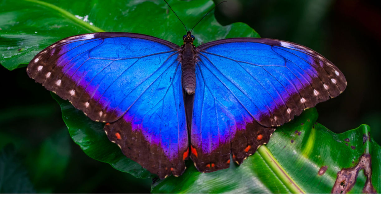 Morpho butterfly wings inspired the new cooling film. Morpho butterfly wings inspired the new cooling film.