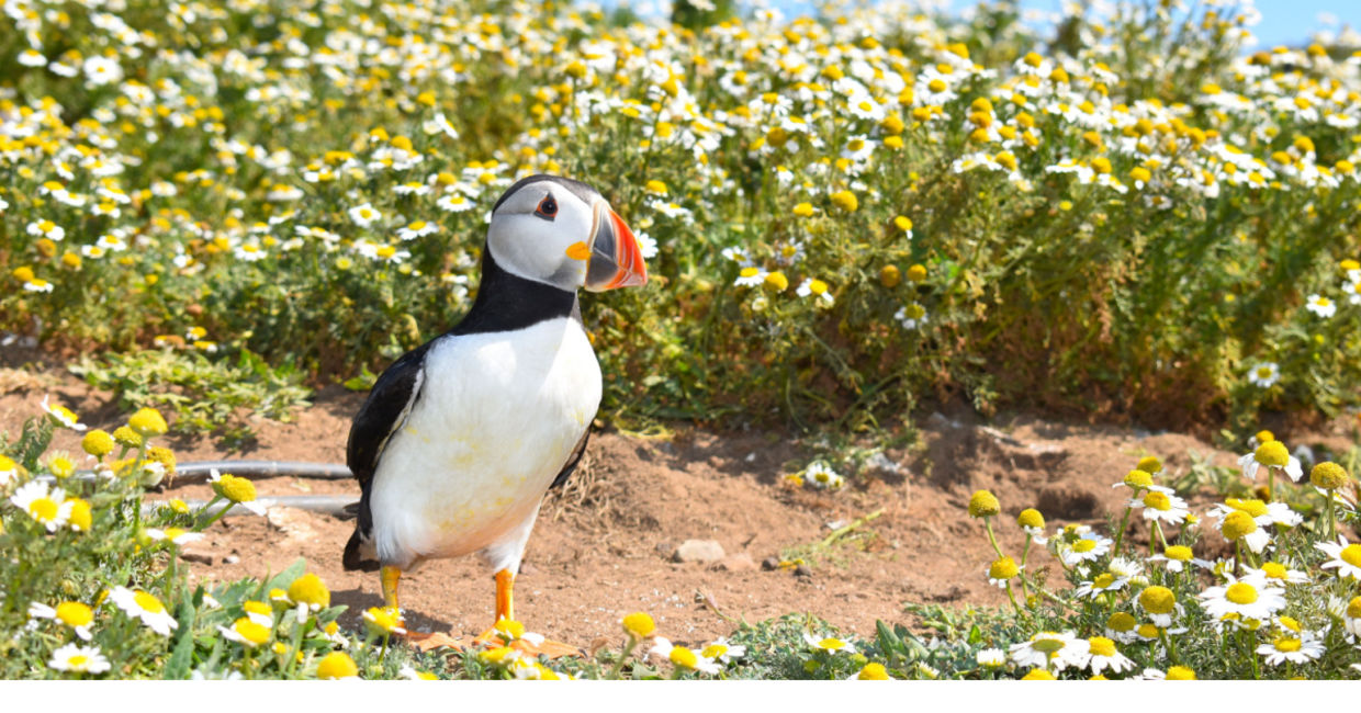 See wildlife while hiking on the Pembrokeshire Coast Path. See wildlife while hiking on the Pembrokeshire Coast Path.