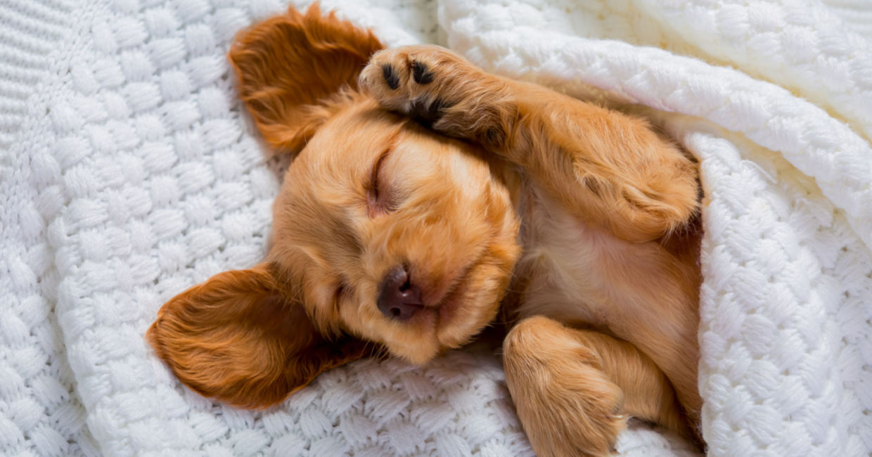 a dog dreaming. a dog dreaming.