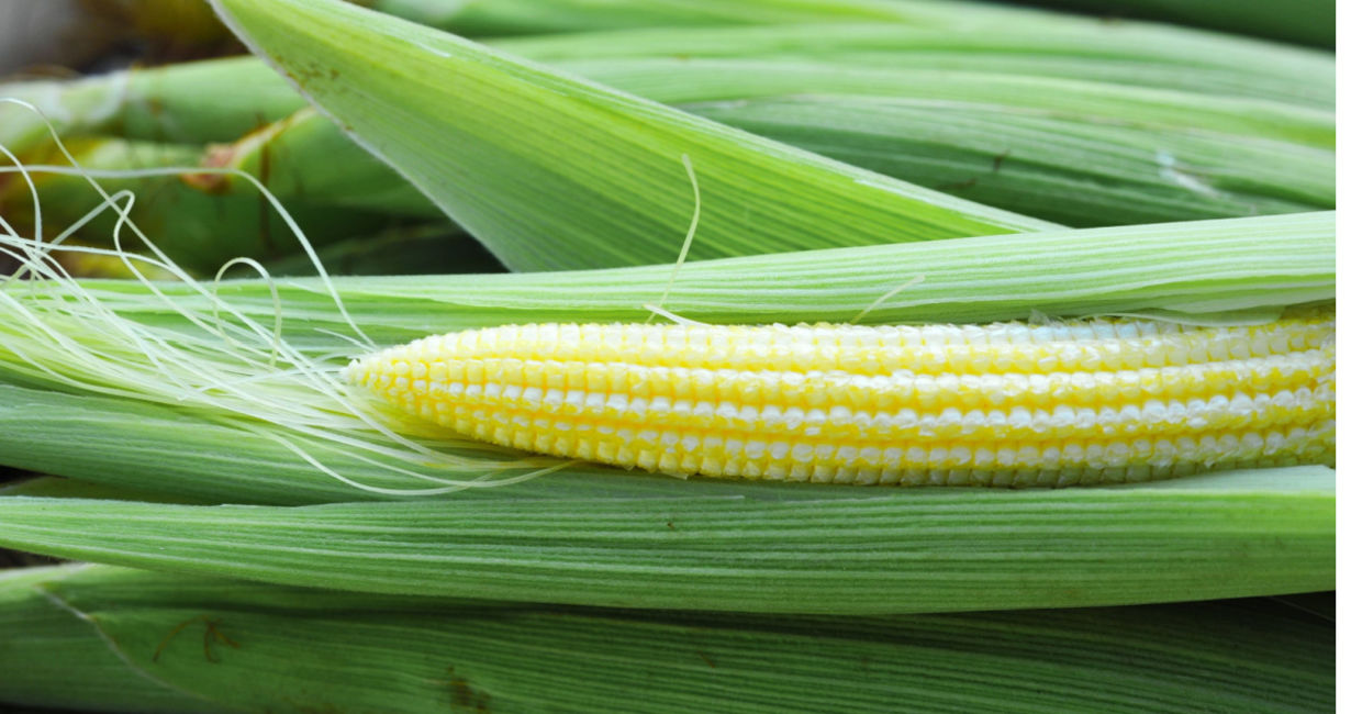 Baby corn that is ready to pick. Baby corn that is ready to pick.
