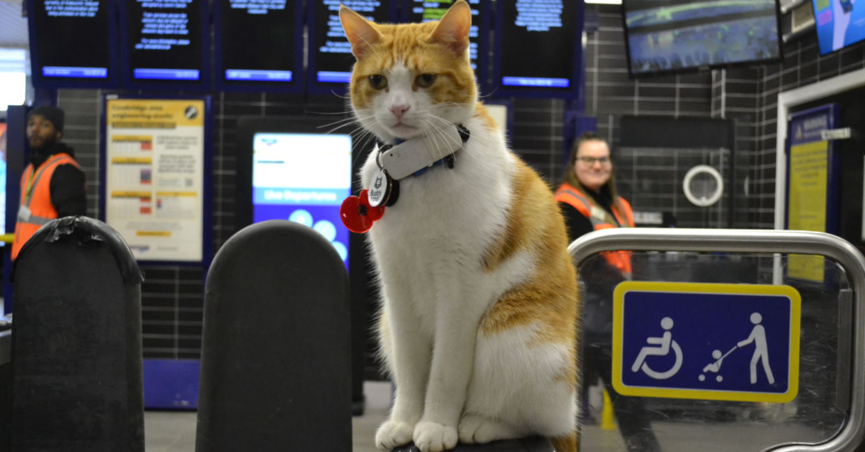 Nala at the train station. Nala at the train station.