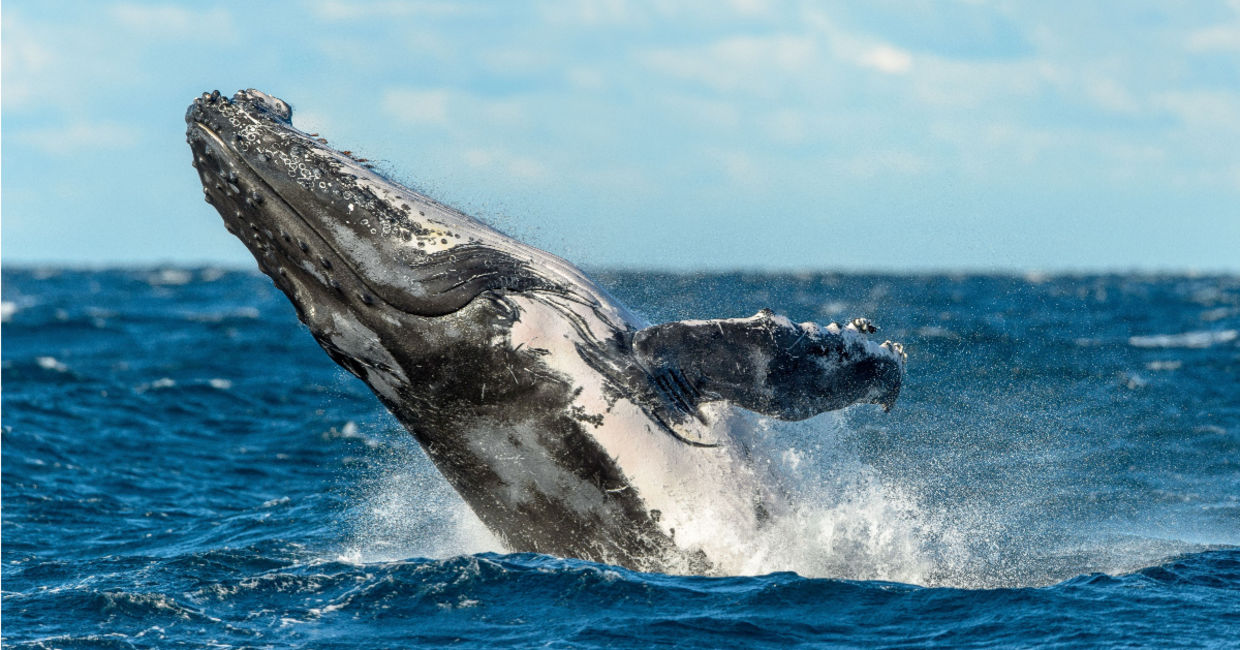 Humpback whale breaches near Sydney, Australia. Humpback whale breaches near Sydney, Australia.