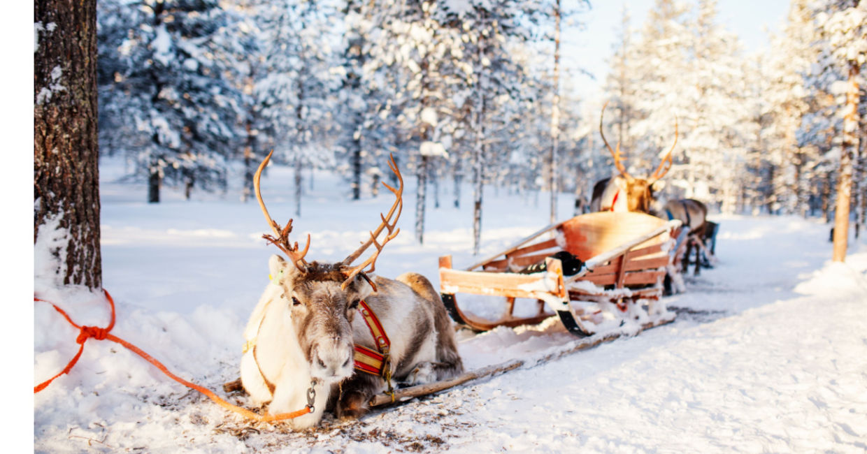 A reindeer sleigh in Lapland. A reindeer sleigh in Lapland.