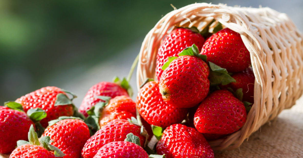 Just picked strawberries in a basket Just picked strawberries in a basket