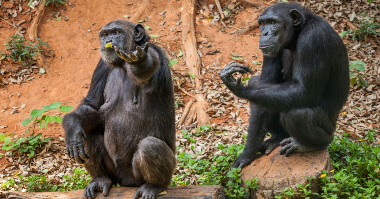 Chimpanzees in a zoo. Chimpanzees in a zoo.