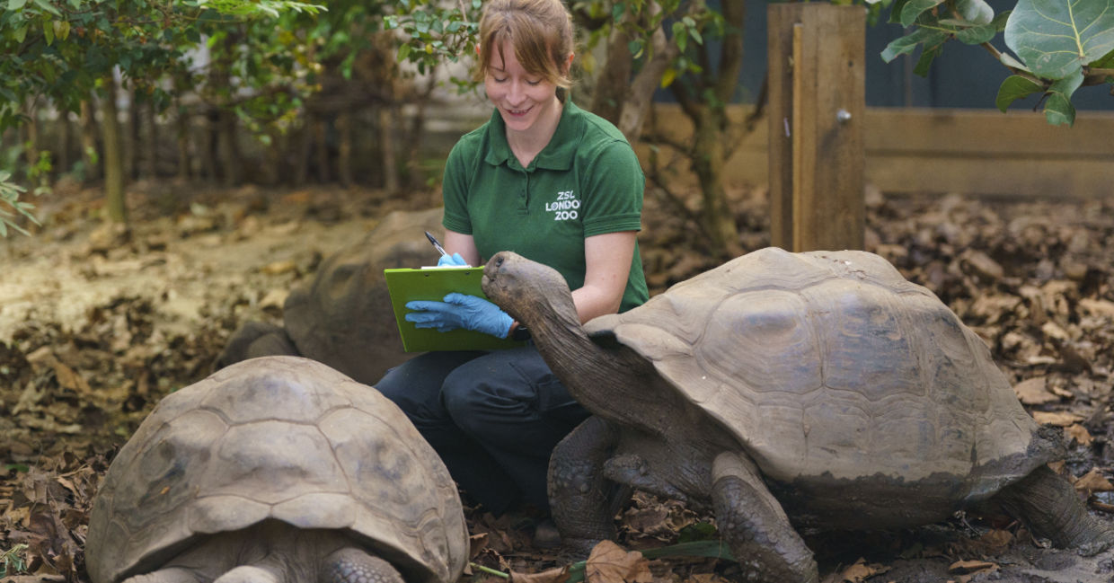 Giant Galapagos tortoises are counted at London Zoo by Kim Carter. Giant Galapagos tortoises are counted at London Zoo by Kim Carter.