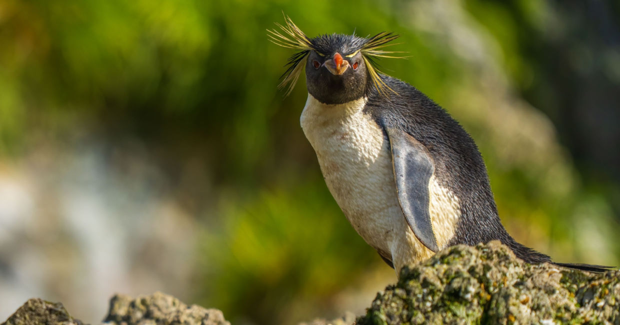 Eastern rockhopper penguins have bright coloring. Eastern rockhopper penguins have bright coloring.
