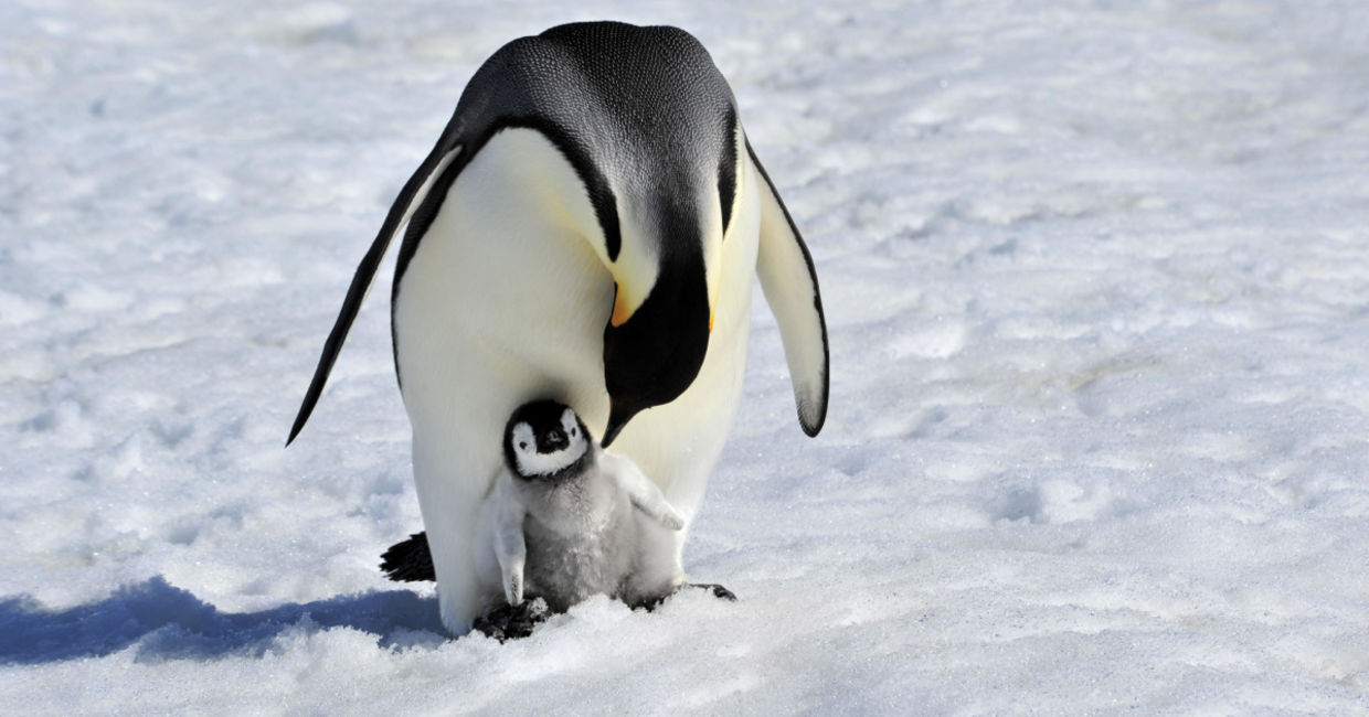 Emperor penguin with a chick. Emperor penguin with a chick.