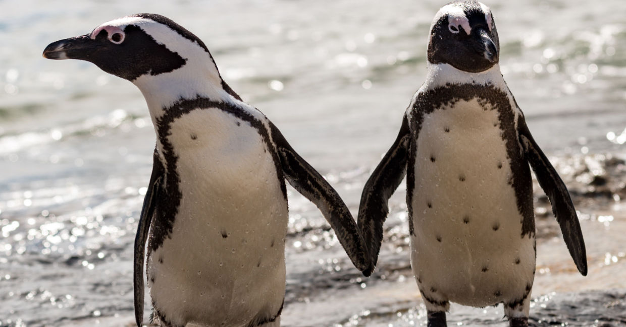 Two penguin friends. Two penguin friends.