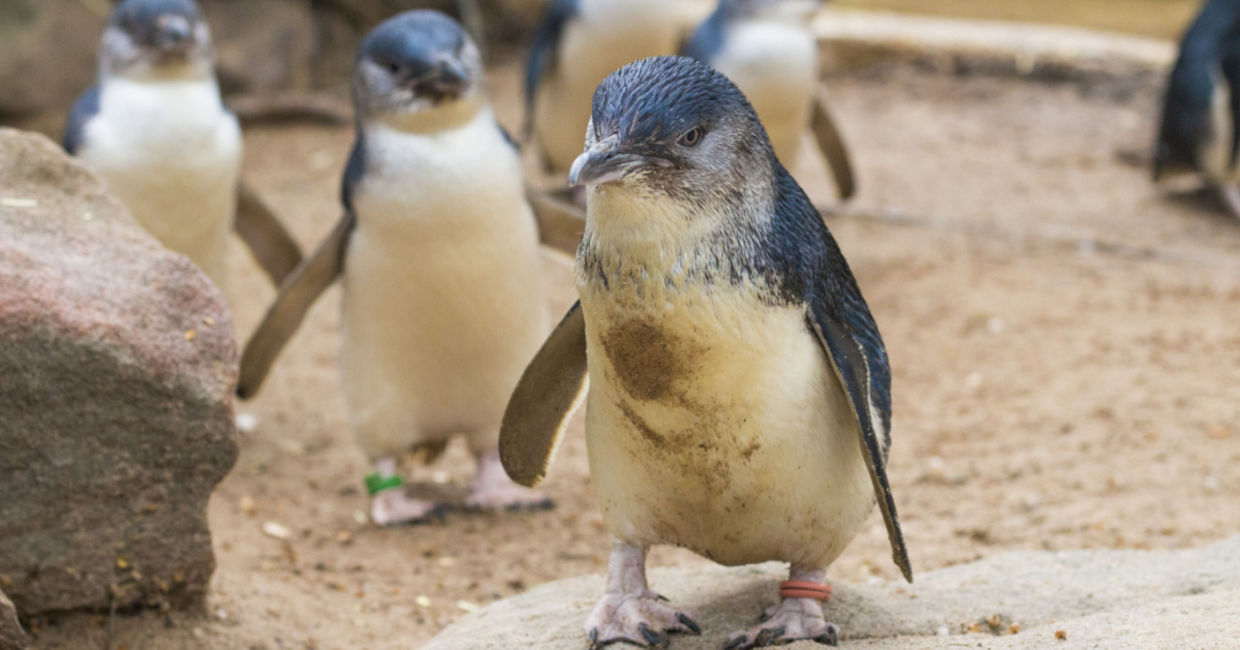 These little penguins are the smallest species. These little penguins are the smallest species.