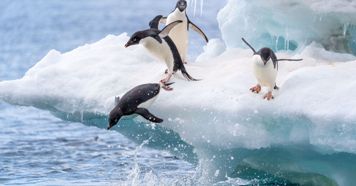 A raft of Adelle penguins in Antarctica jump into the water. A raft of Adelle penguins in Antarctica jump into the water.