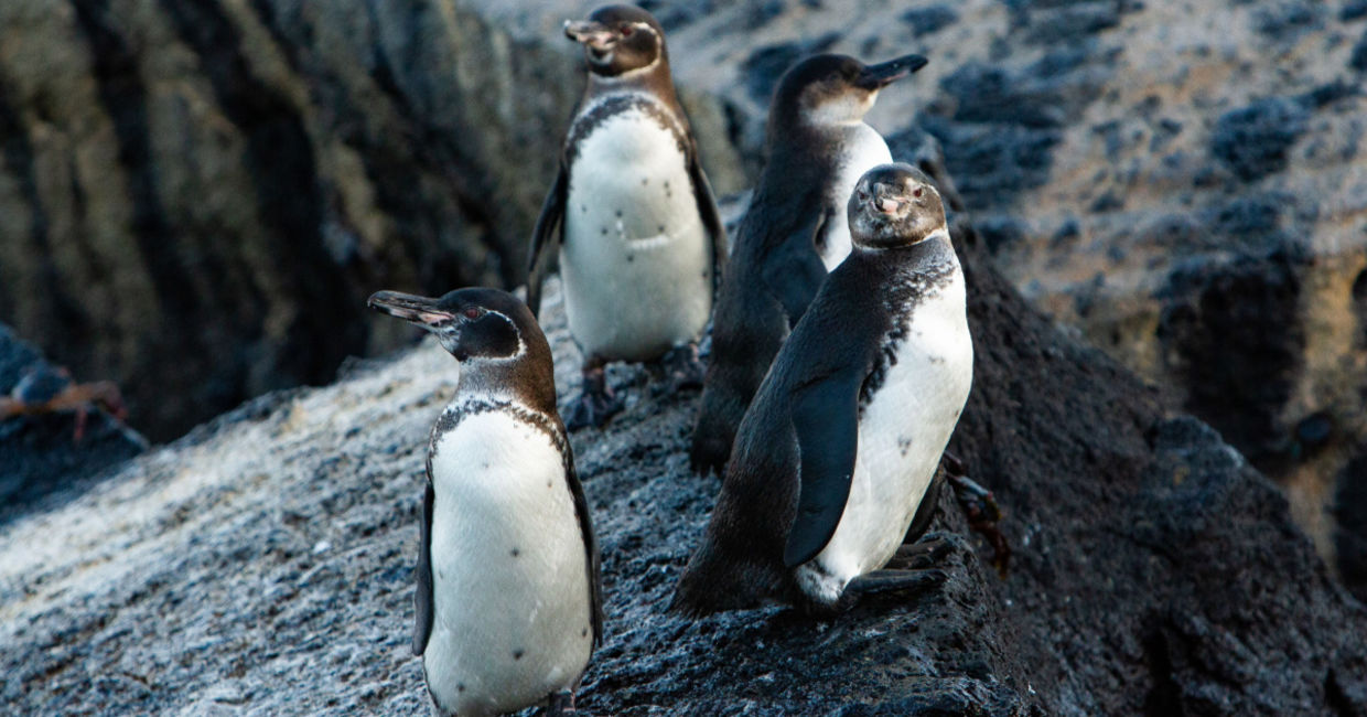 Galapagos penguins. Galapagos penguins.