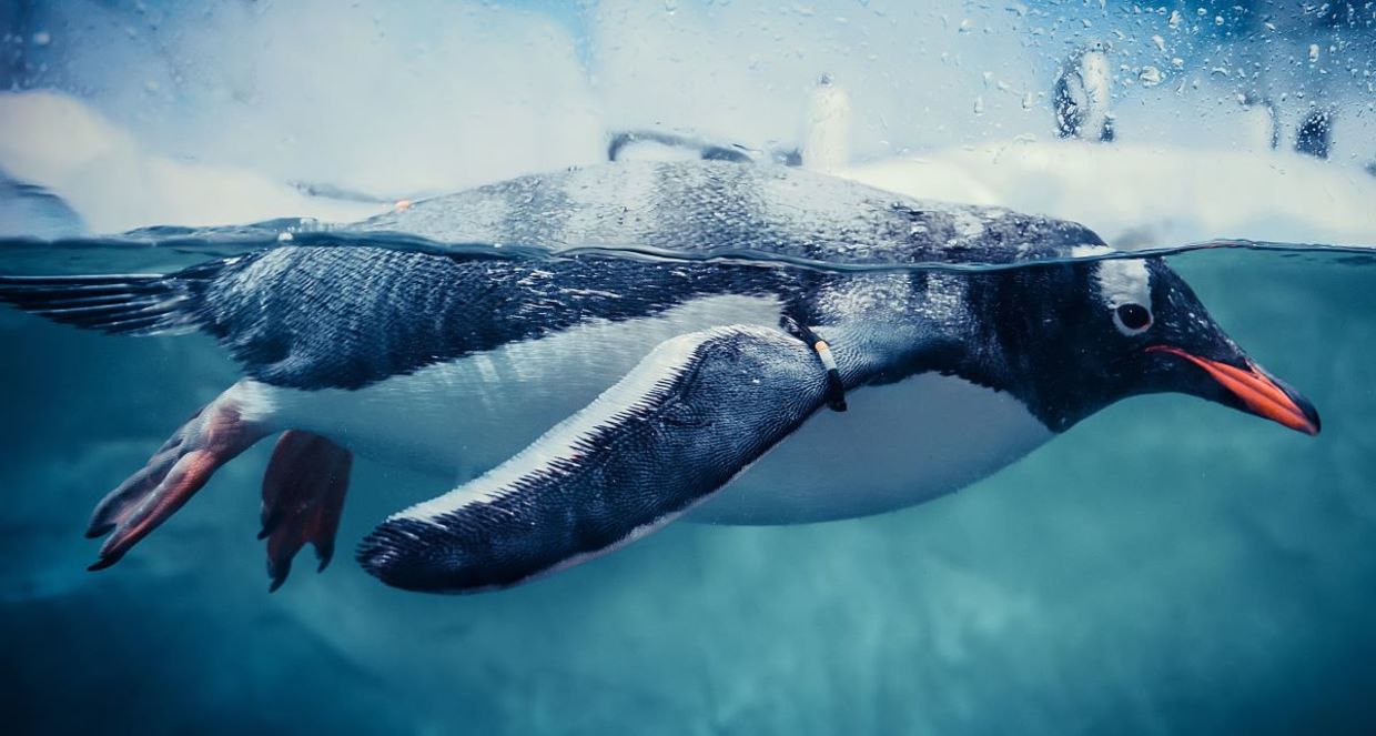 Gentoo penguin swimming. Gentoo penguin swimming.