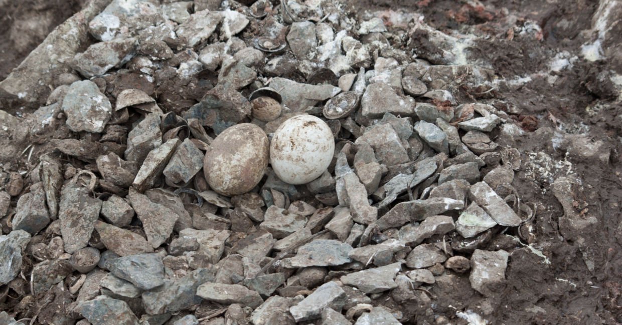 A gentoo penguins nest with two eggs. A gentoo penguins nest with two eggs.