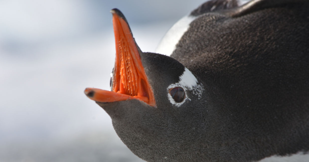 A gentoo penguin with its mouth open. A gentoo penguin with its mouth open.
