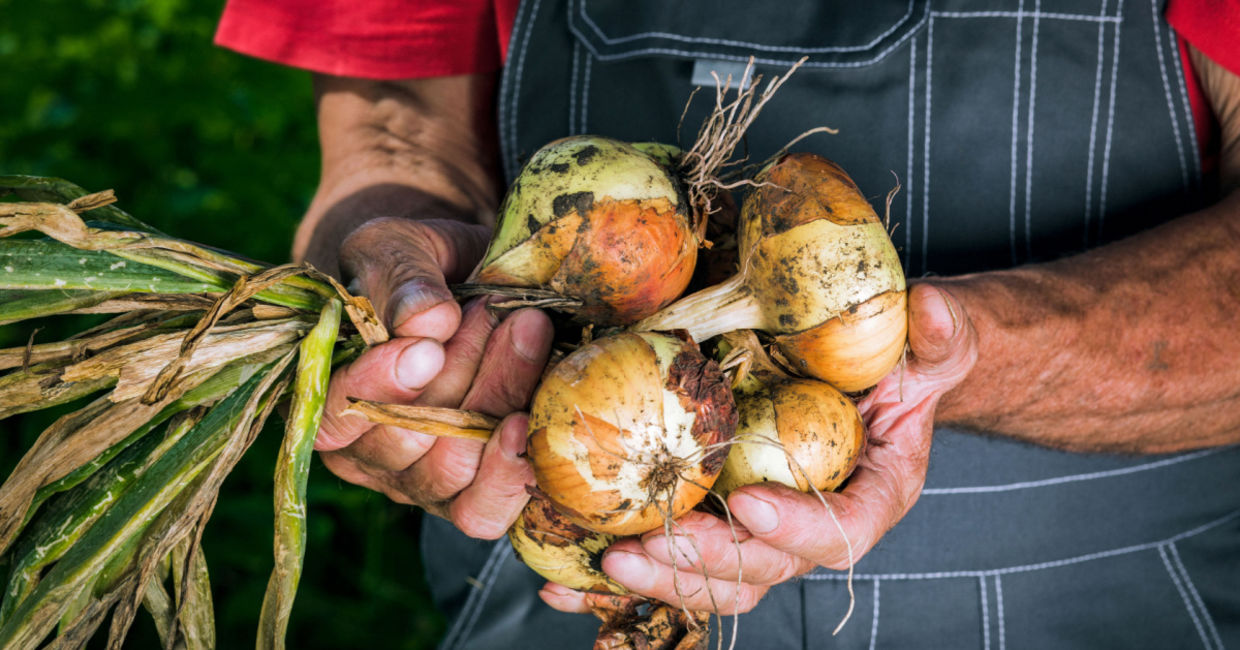 Picking onions. Picking onions.
