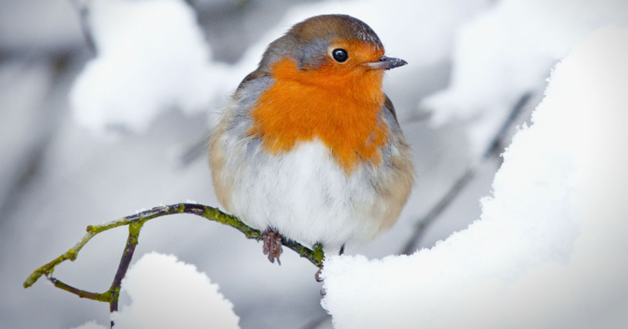 A beautiful winter scene.