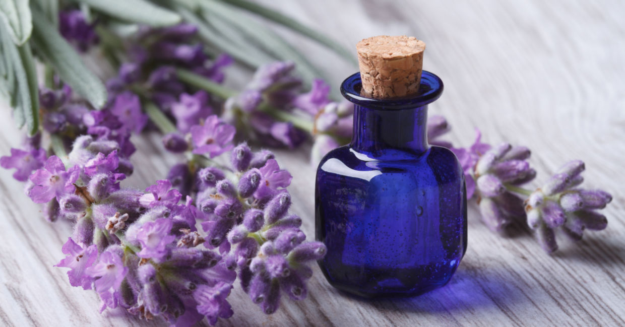 Lavender essential oils can help your memory. Lavender essential oils can help your memory.