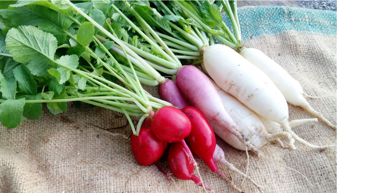 Globe and daikon radishes. Globe and daikon radishes.