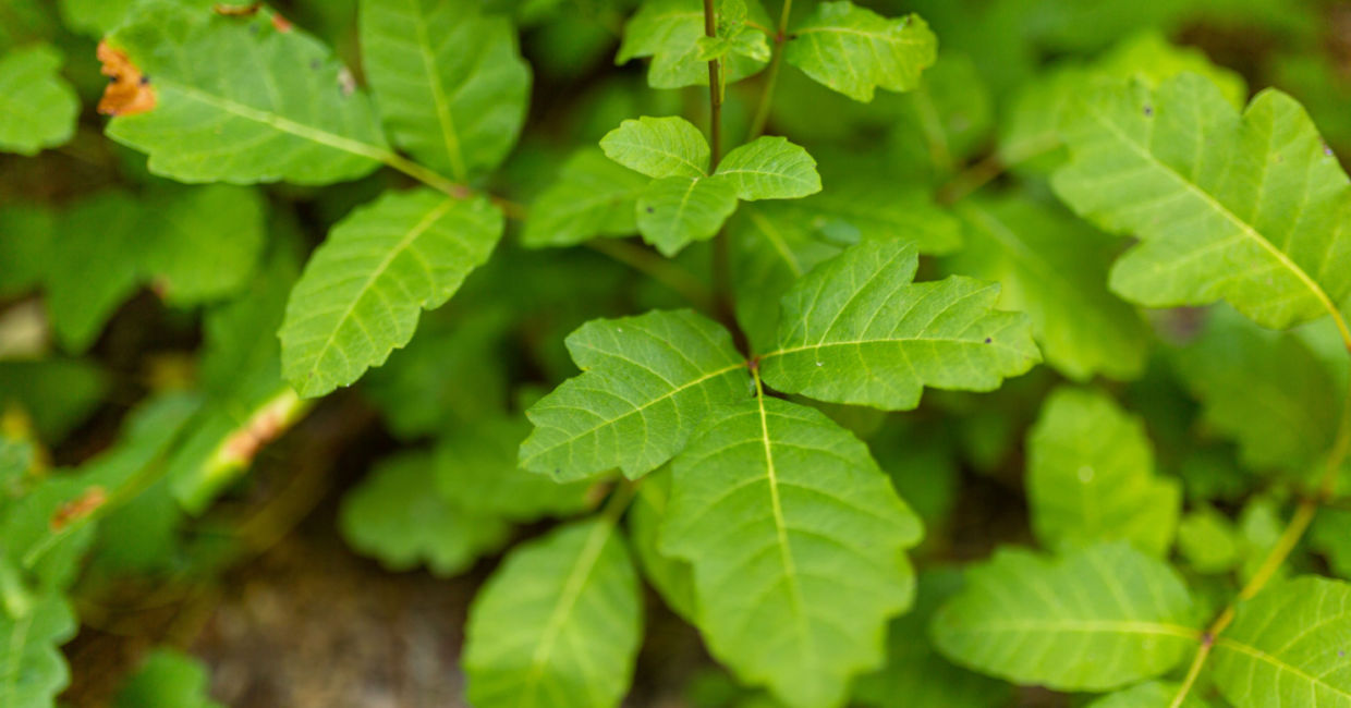 Get rid of poison oak with a DIY salt mixture. Get rid of poison oak with a DIY salt mixture.