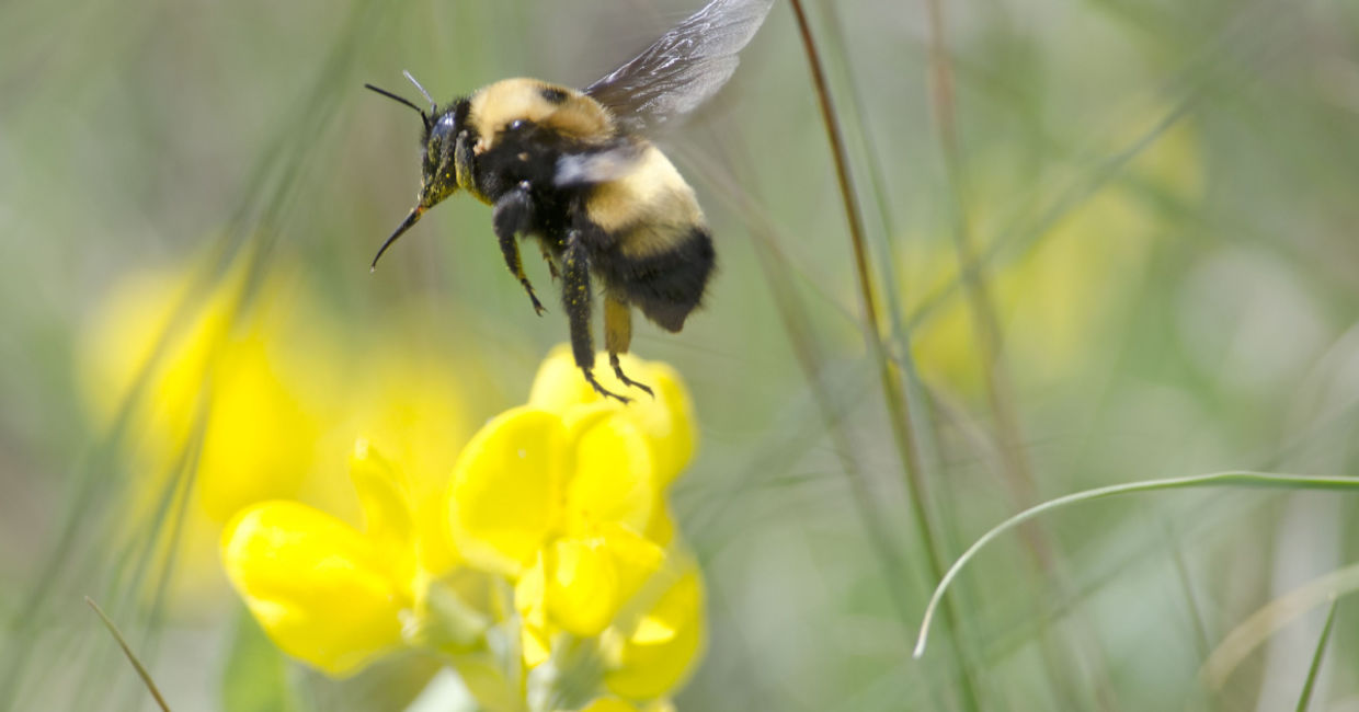 Salt can help take away the pain and swelling of a bee sting. Salt can help take away the pain and swelling of a bee sting.