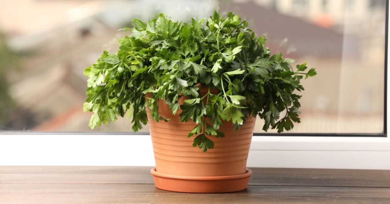 Parsley growing on a windowsill. Parsley growing on a windowsill.