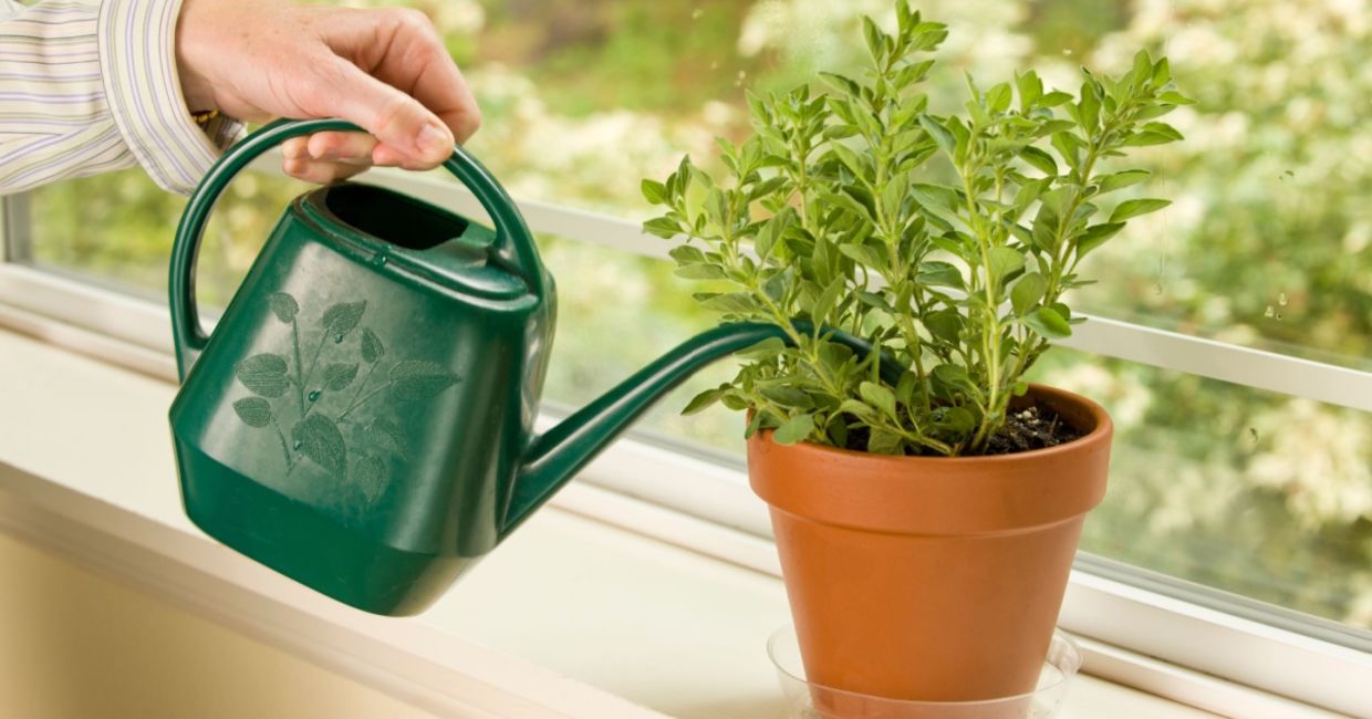 Watering an oregano plant. Watering an oregano plant.